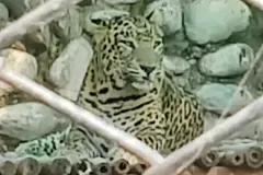 Caged Fury from Chhatbir Zoo of Mohali